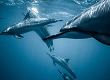 博鱼BOYU SPORTS-369剑魔传送落在团战中心翻江倒海，TES一换四团战大胜